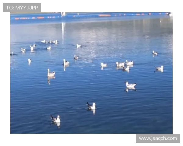 穿越雨林与球场的热血征程巴拿马世界杯追梦之旅全记录青春篇 穿越雨林与球场的热血征程巴拿马世界杯追梦之旅全记录青春篇